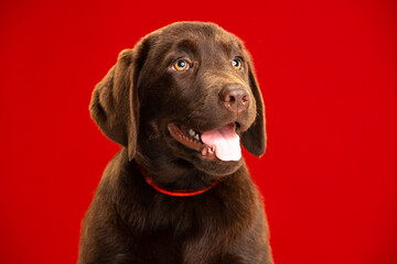 Chocolate Labrador Retriever puppy on a uniform background