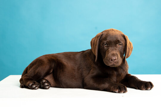 Milk chocolate lab hot sale