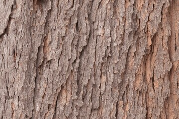 Obraz premium Tree bark background