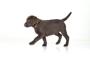 Chocolate Labrador Retriever puppy on a uniform background