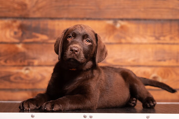 Chocolate Labrador Retriever puppy on a uniform background