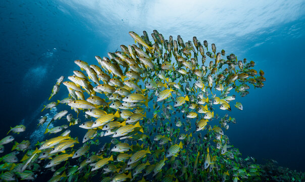 shoal of snapper clustered closely together in the Maldives