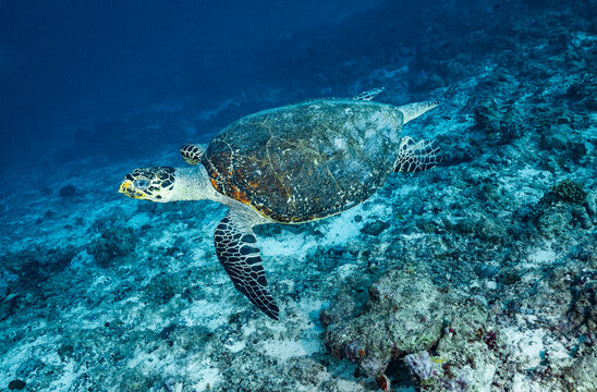 Sea turtle in the Maldives