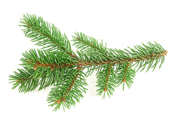 Obraz premium Branch of fir tree isolated on a white background. Christmas tree. Pine branch with needles.