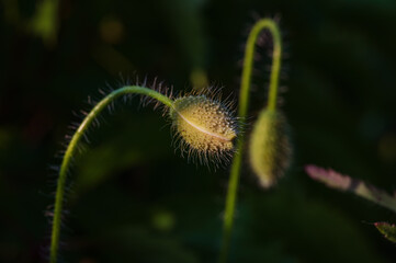 A hairy green poppy bud peering into a sunny spot, its unique appearance bearing resemblance to a cell surrounded by sperm cells under a microscope