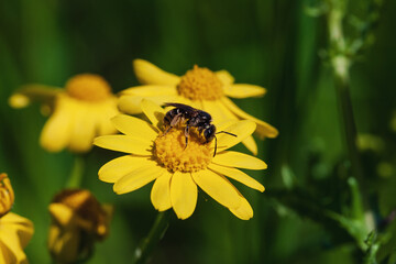 A pollen-covered bee collecting nectar from a vibrant yellow flower, illustrating a key moment in nature's cycle
