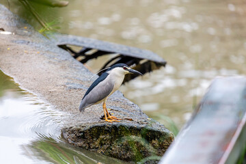 Nycticorax nycticorax. Night heron in the Bernesga River, León, Spain.