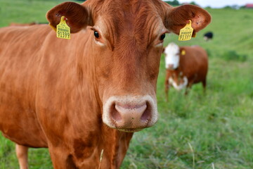 Cow cattle agriculture Countryside germany sachsen