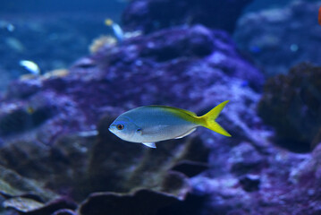 Fototapeta na wymiar Blue fish swimming in an aquarium