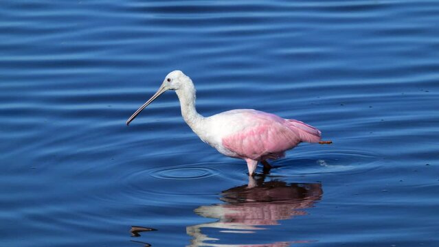 Roseate spoonbill (Platalea ajaja) defecating while wading through water, at Merrit Island, Florida