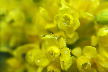 Yellow spring flowers after rain close-up