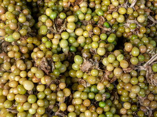 Ciplukan, Physalis angulata fruit or golden berry, Groundcherry, natural background.