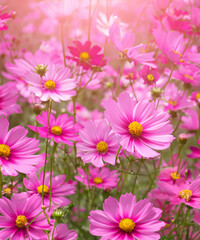 Fototapeta na wymiar Background fully blooming pink cosmos flowers are shining in the light, generative AI