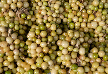 Ciplukan, Physalis angulata fruit or golden berry, Groundcherry, natural background.