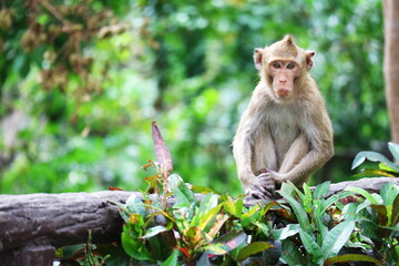 The monkey sitting on a Branch
