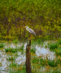 great blue heron in the marsh