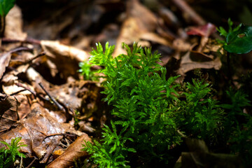 Moss in forest, moss on the leaves