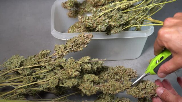 cut the weed marijuana flowers from the plant - illegal drugs hashish and cbd without thc marijuana 