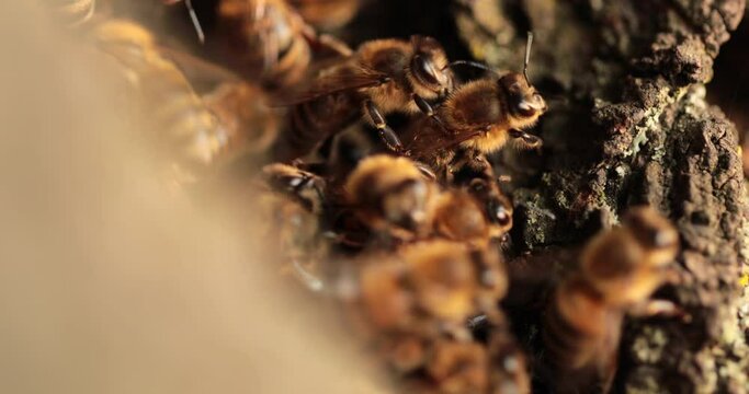 The Buzzing Oasis: Unveiling the Lively Habitat of Honeybees in Their Hollow Dwelling