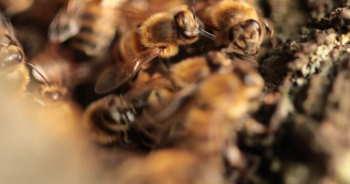 The Tree's Secret Guests: Revealing the Fascinating Lives of Honeybees in Their Hollow Home