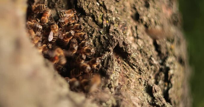 Journey into the Bee's Lair: Unveiling the Remarkable World of Honeybees in a Tree Hollow