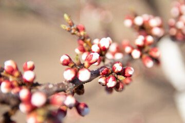 cherry branch with white flowers blooming in early spring in the garden. cherry branch with flowers, early spring. at sunset of the day, the setting sun shines on a branch