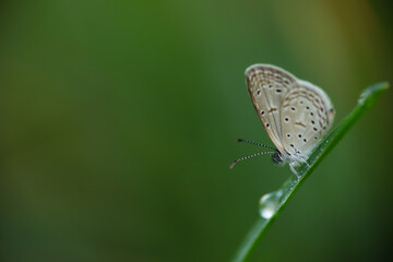 Butterfly on a green leaf