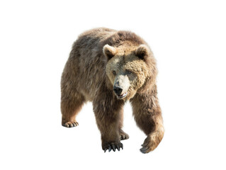 Obraz premium brown bear isolated on white background