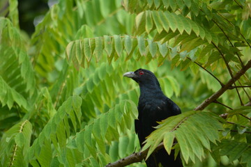 blackbird on a branch