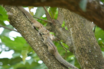 squirrel on a tree