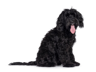 Cute black Labradoodle, sitting side ways. Looking straight to camera. Tongue out, panting. Isolated on a white background.