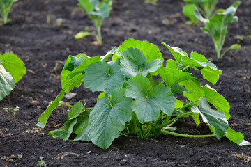 Young green vegetable marrow grow in a garden bed