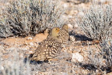 Namaqua Sandgrouse