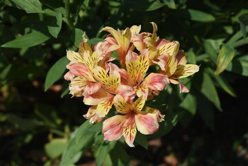 Obraz premium Alstroemeria flowers. Alstroemeriaceae bulbous plants native to South America. Blooms from May to July.