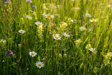 Daisy meadow on the italian alps - 613091108