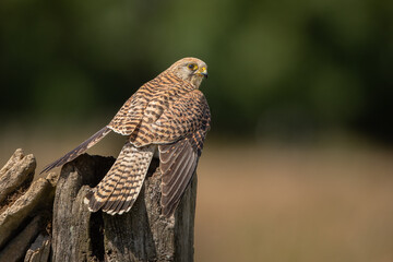 Femal common Kestrel mantling on a fence post with a green background.