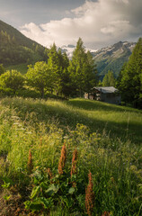 Alpine landscape at The Great St. Bernard Pass