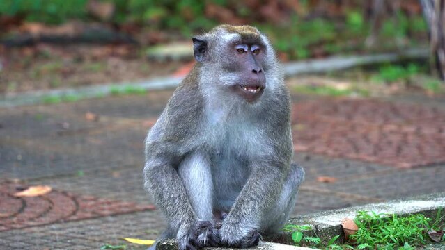 Dominant adult male crab-eating macaque, also known as long-tailed macaque (Macaca fascicularis) sitting on the roadside, camera capturing its ugly yawning facial expression.