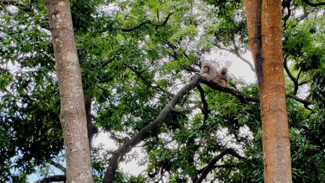 Two wild Rhesus Macaques grooming on top of tree brunch in tropical forest