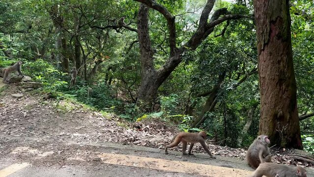 Whole big family of Rhesus Macaques hanging and playing in asian tropical forest