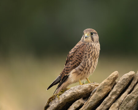 Female Common Kestrel perched on a wall with a dark green background.  