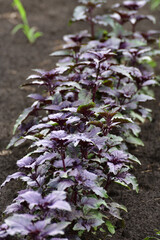 Young basil sprout grow in a garden bed