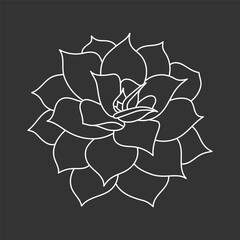 Succulent echeveria in doodle style, vector illustration. Desert flower for print and design. Outline mexican plant, graphic isolated element on chalk board background. Housplant for decor interior