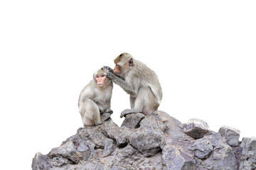 Two monkeys on the rock with isolate background