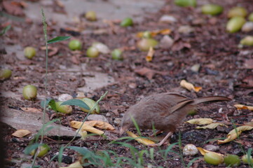 Bird on a garden