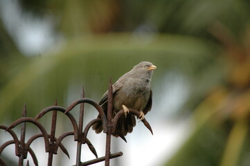 bird on a fence
