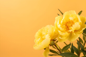 bouquet of yellow peony flowers on yellow background 