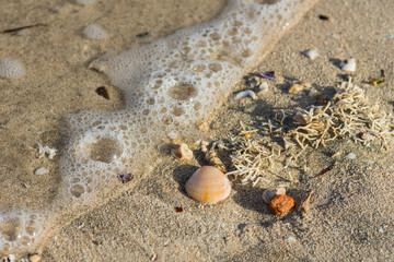 bubbles and foam from a wave at the beach with shells and corals