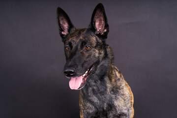 Studio shot of an adorable mixed breed dog sitting on black background.