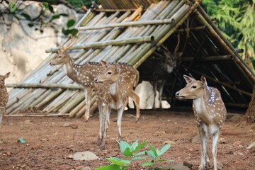 Rusa Totol with the scientific name Axis axis at Zoo in Ragunan.